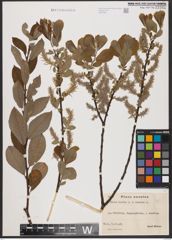 Foto von Salix aurita L. x Salix cinerea L.